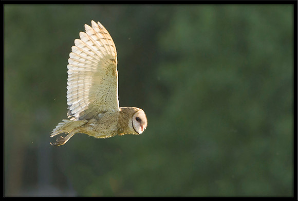 Barn Owl