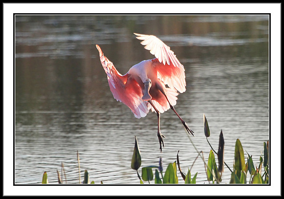 Spoonbill