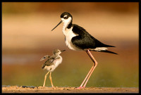 Black-necked Stilts