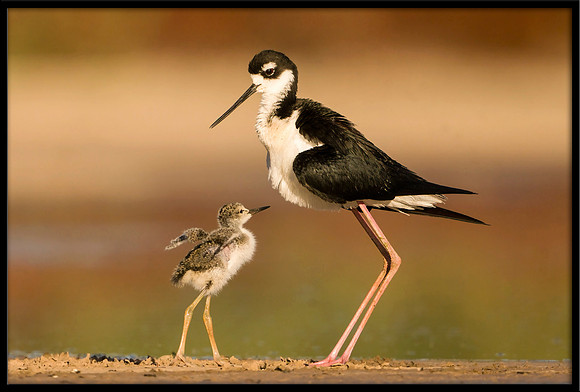 Black-necked Stilt chick with parent