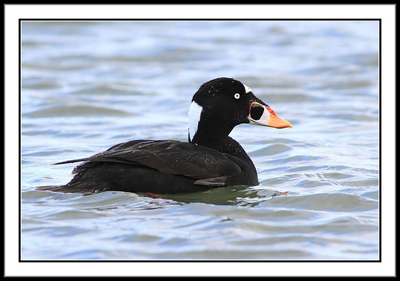 Surf Scoter