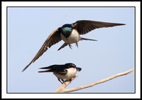 Tree Swallows