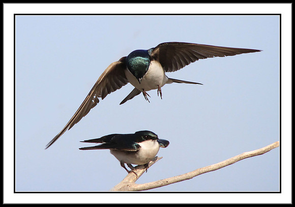Tree Swallows
