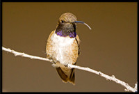 Black-chinned Hummingbird