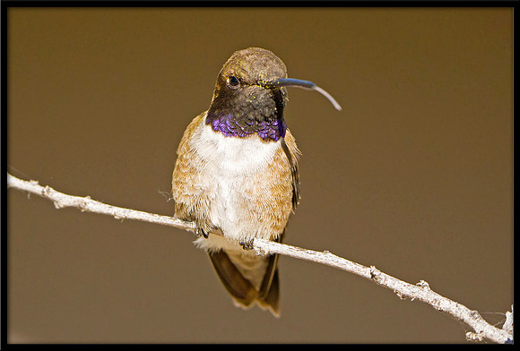 Black-chinned Hummingbird