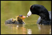 Coot chick with parent