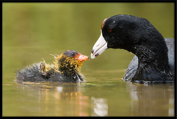 Coot chick with parent