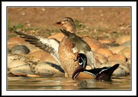Wood Duck