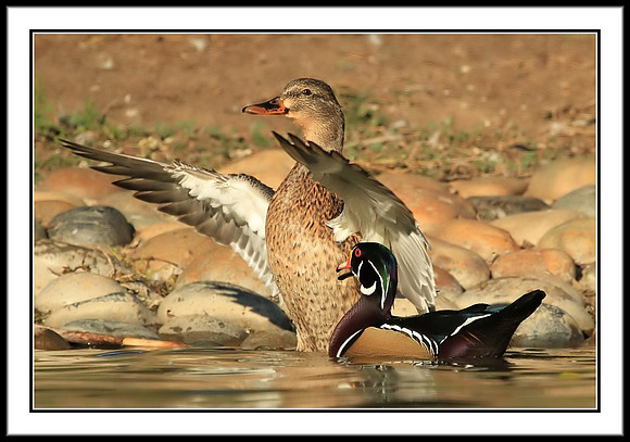 Wood Duck