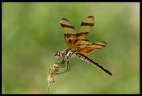 Halloween Pennant Dragonfly
