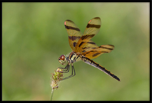 Halloween Pennant Dragonfly
