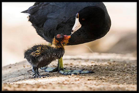 American Coot