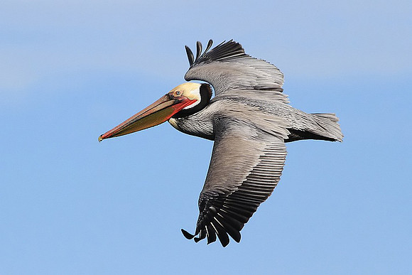 Brown Pelican in breeding plumage