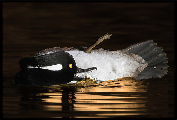 Hooded Merganser