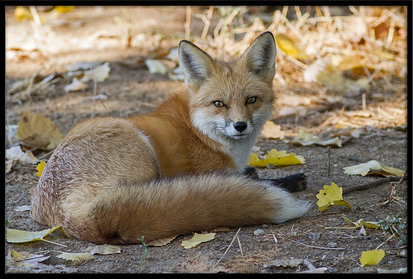 Red Fox