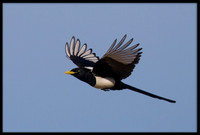 Yellow-billed Magpie
