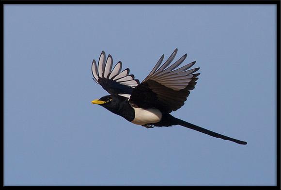 Yellow-billed Magpie