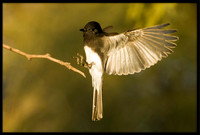 Black Phoebe
