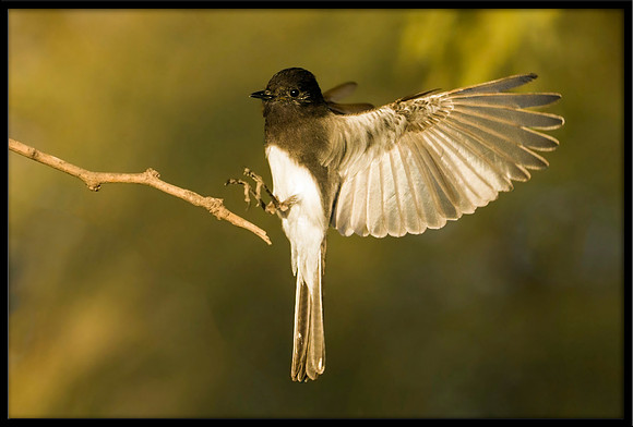 Black Phoebe