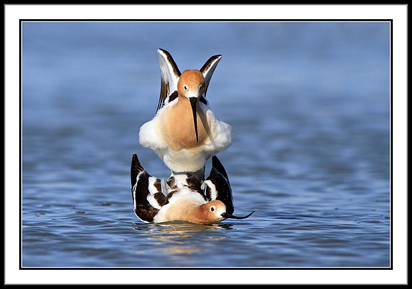 Avocets mating