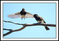 Black Phoebe feeding sequence - 6 of 7