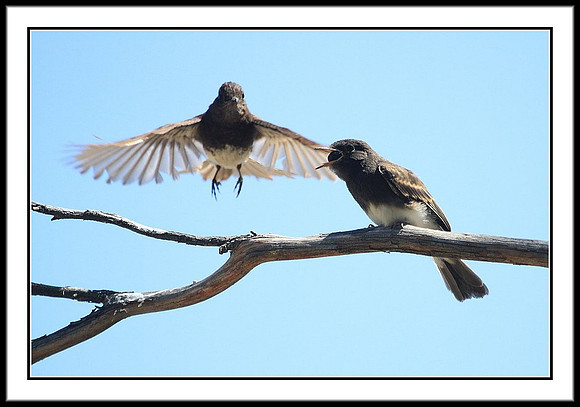 Black Phoebe feeding sequence - 6 of 7