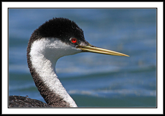 Western Grebe
