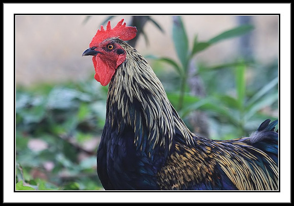 Father Rooster