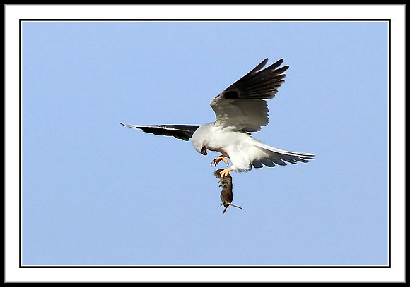 Kite Food Exchange