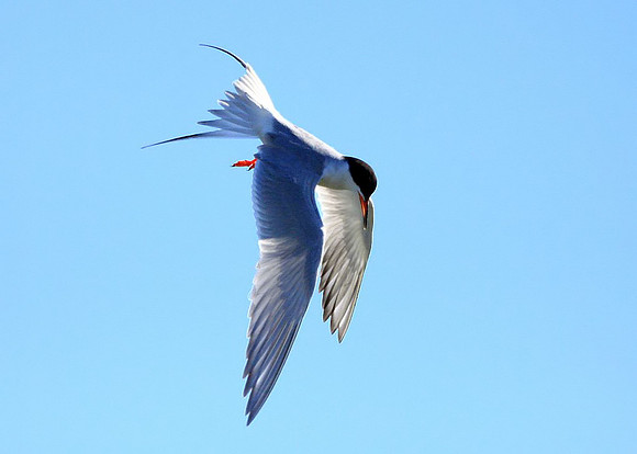 Forster's Tern - diving for fish