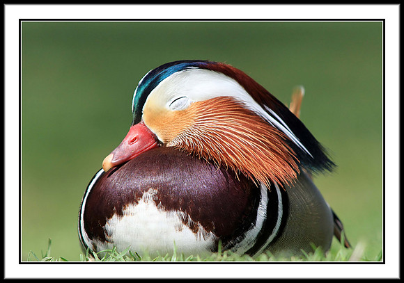 Mandarin Duck
