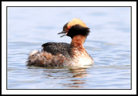 Horned Grebe