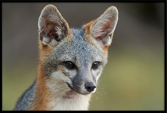 Grey Fox