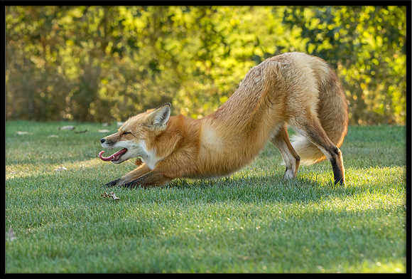 Red Fox