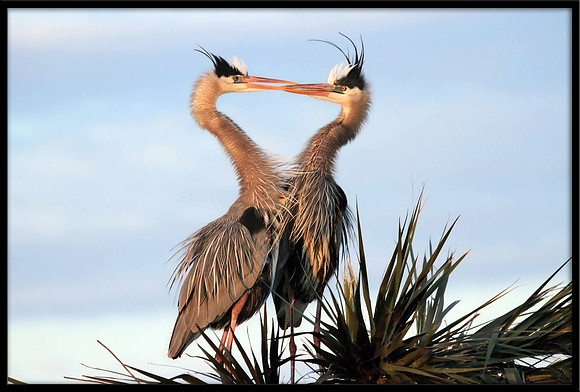Great Blue Heron partners
