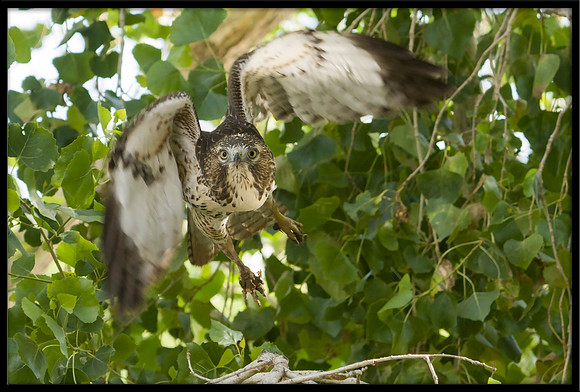 Red-tailed Hawk