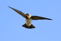 Cliff Swallow