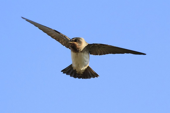 Cliff Swallow
