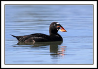Surf Scoter