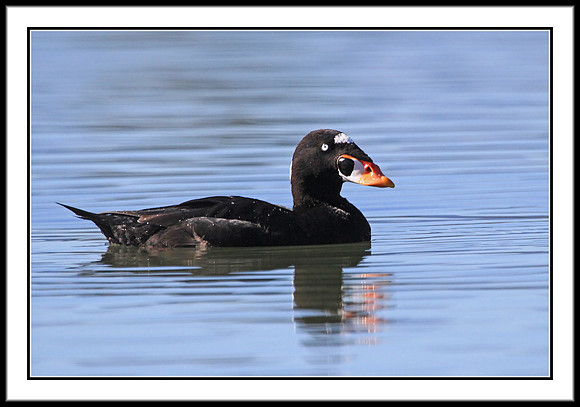 Surf Scoter