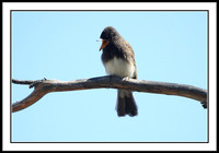 Black Phoebe feeding sequence - 1 of 7