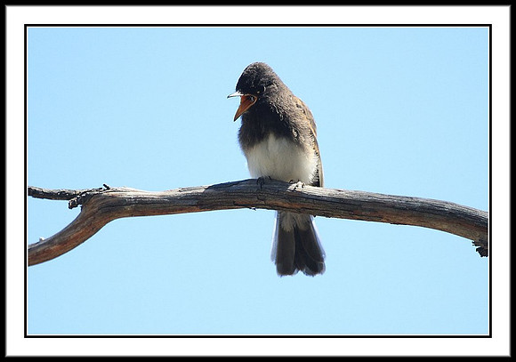 Black Phoebe feeding sequence - 1 of 7