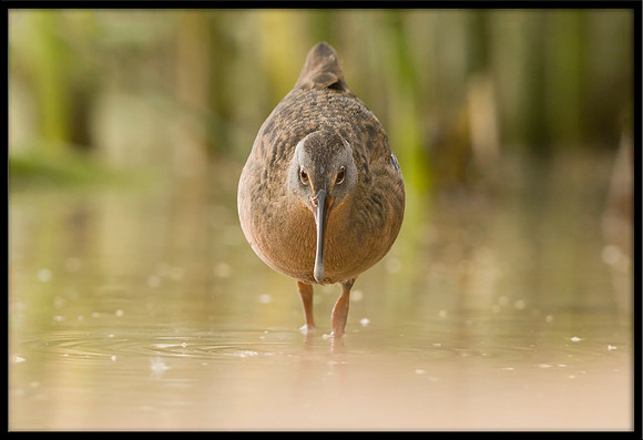 Virginia Rail