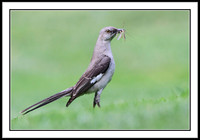 Mockingbird with dinner