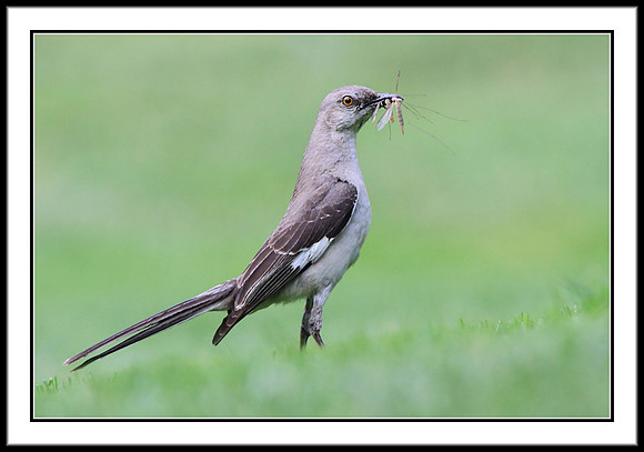 Mockingbird with dinner