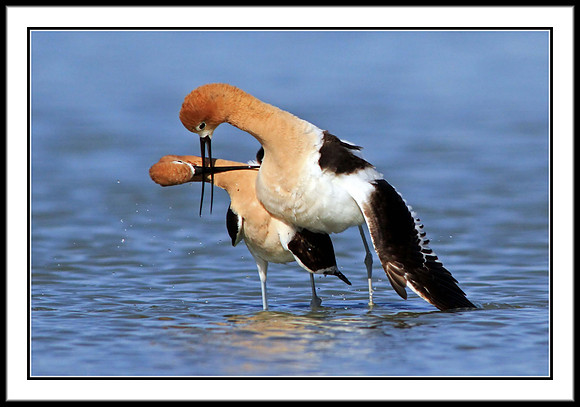 Avocets mating