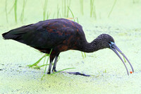 Glossy Ibis