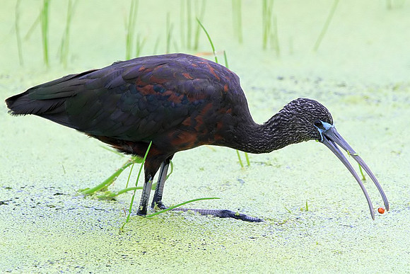 Glossy Ibis