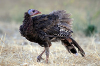 Young Turkey