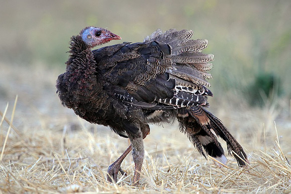 Young Turkey